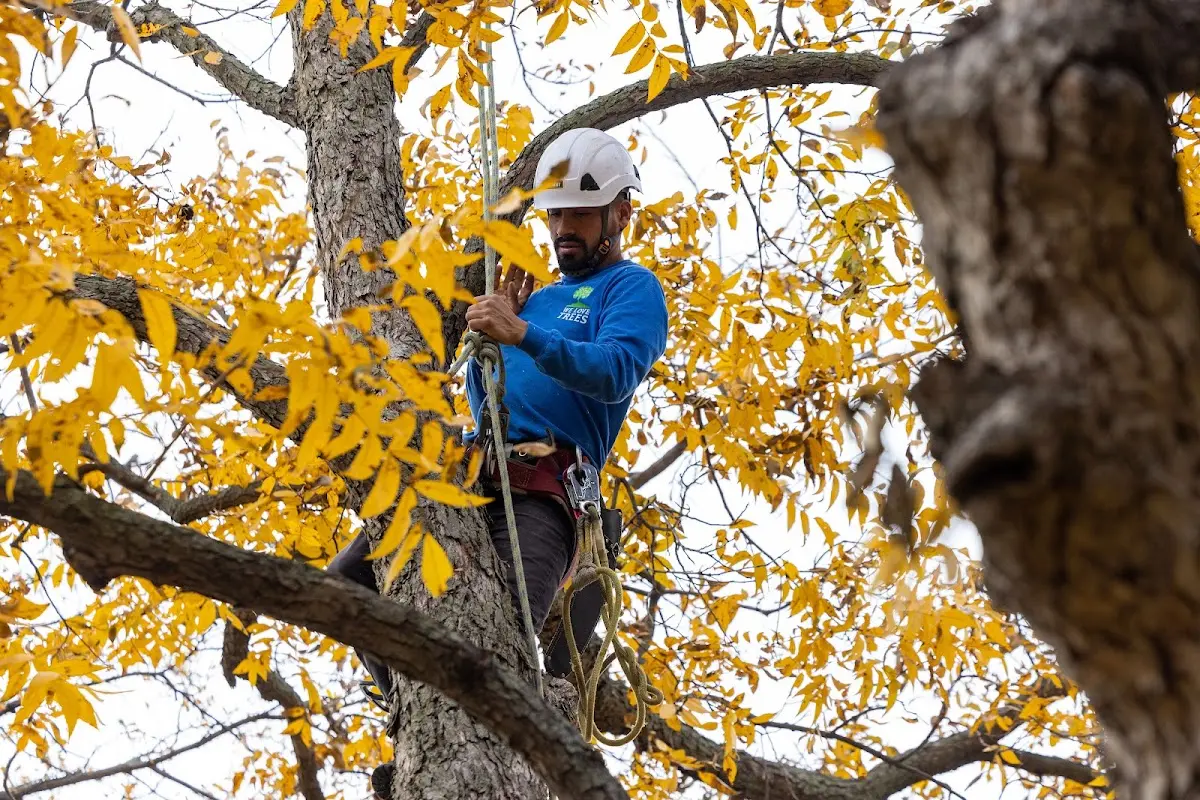 Skilled Tree Pruning crew working in Elk Horn